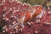 Hermissenda crassicornis