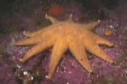 Solaster endeca